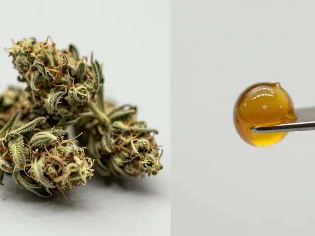 Dabs vs. klasické konopí: Proč jsou koncentráty mnohem silnější?
