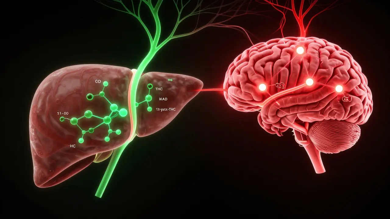 Abstraktní vizualizace metabolismu THC v játrech a mozku